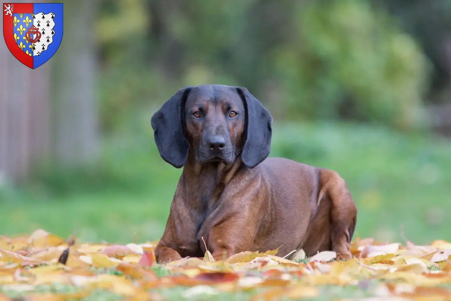 Bavarian Mountain Hound puppies and breeders Pays de la Loire Find here Bavarian Mountain Hound breeders in Pays de la Loire.