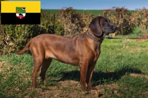 Read more about the article Bavarian Mountain Hound breeders and puppies in Saxony-Anhalt