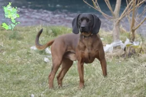 Read more about the article Bavarian Mountain Hound breeder and puppies in Sjælland