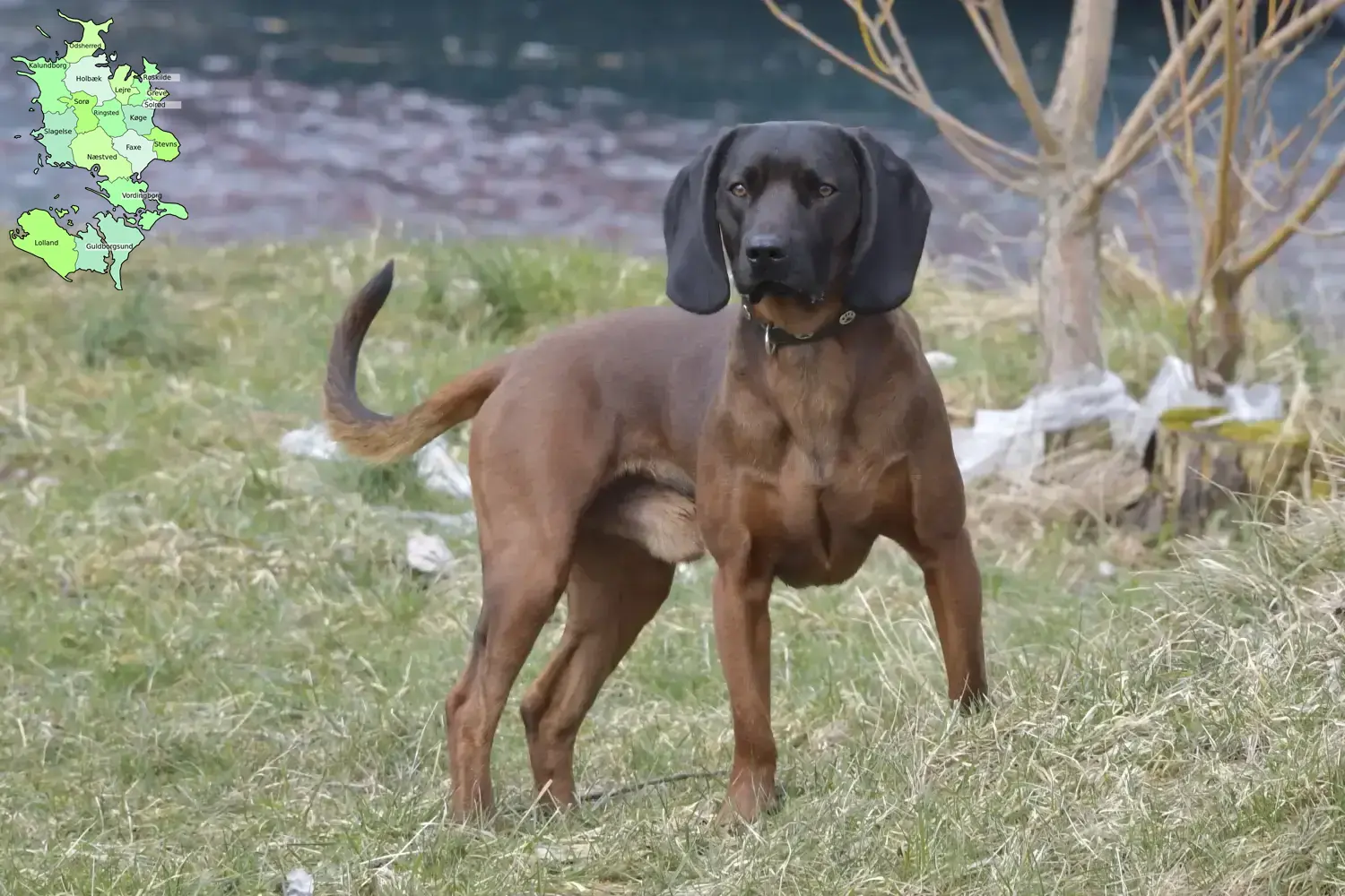 Bavarian Mountain Hound puppies and breeder Sjælland Here you can find Bavarian Mountain Hound breeders in Sjælland.