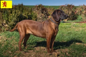 Read more about the article Bavarian Mountain Hound breeders and puppies in South Holland