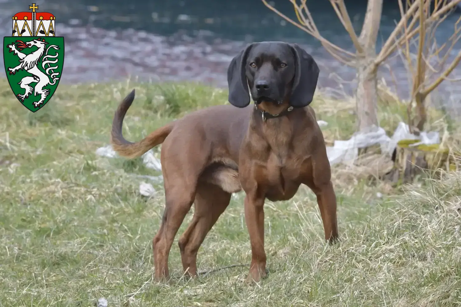 Bavarian Mountain Hound puppies and breeders Styria Here you can find Bavarian Mountain Hound breeders in Styria.