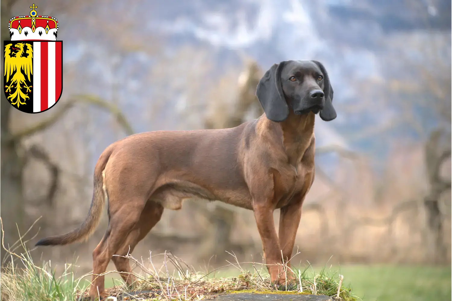 Bavarian Mountain Hound puppies and breeders Upper Austria Here you can find Bavarian Mountain Hound breeders in Upper Austria.