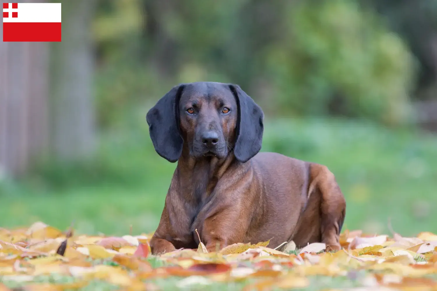 Bavarian Mountain Hound puppies and breeders Utrecht Here you can find Bavarian Mountain Hound breeders in Utrecht.