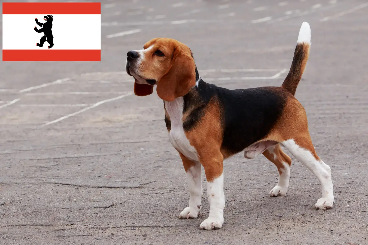 Beagle puppies and breeders Berlin Find Beagle breeders in Berlin here.