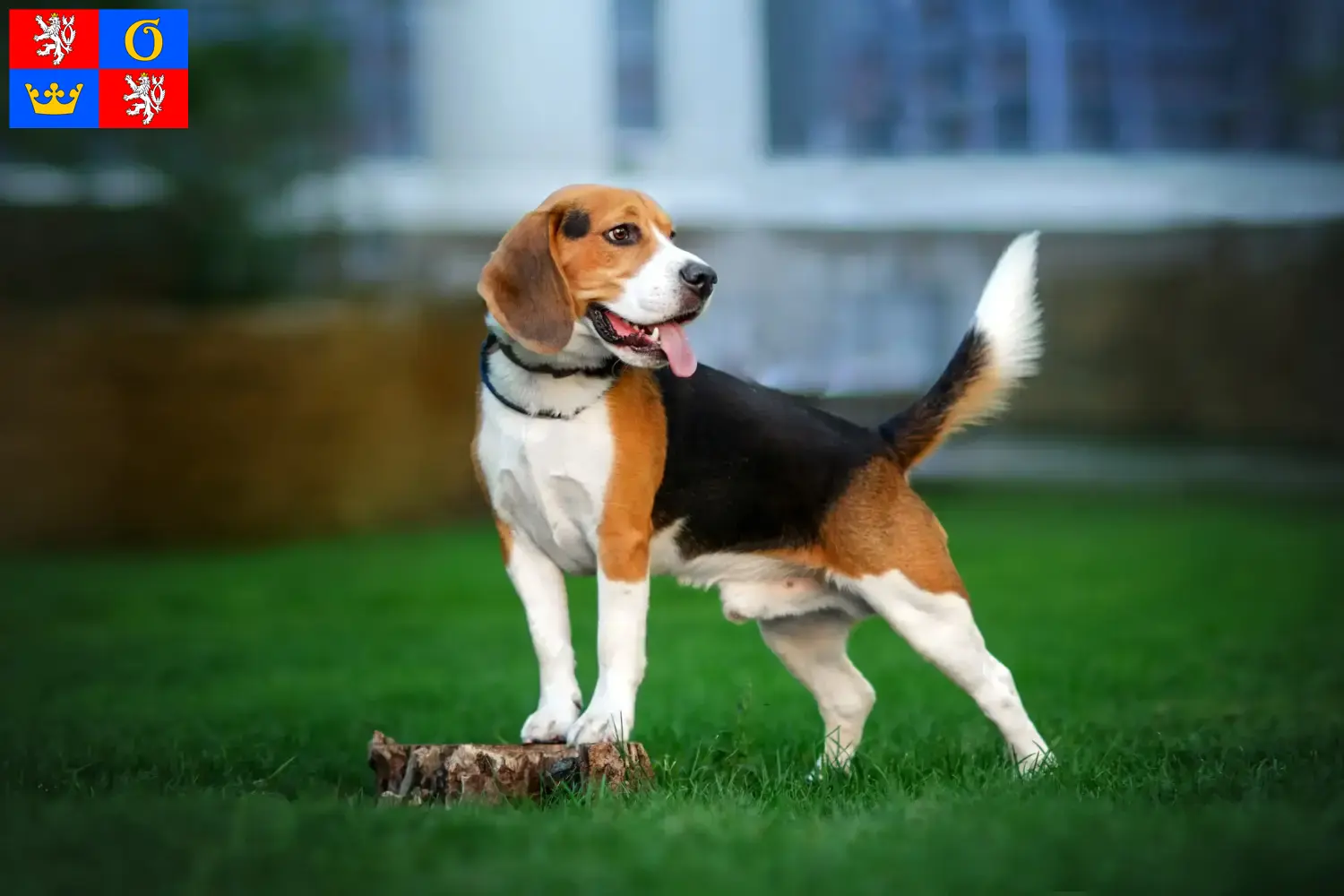 Beagle puppies and breeders Hradec Králové Find Beagle breeders in Hradec Králové here.