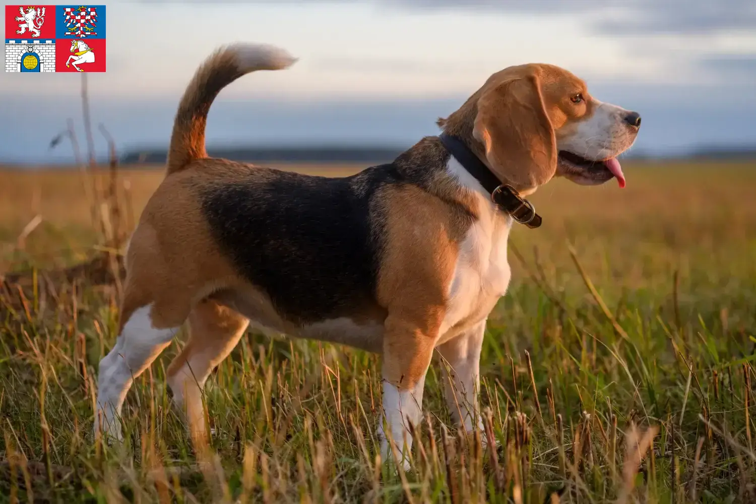 Beagle puppies and breeders Pardubice Find Beagle breeders in Pardubice here.