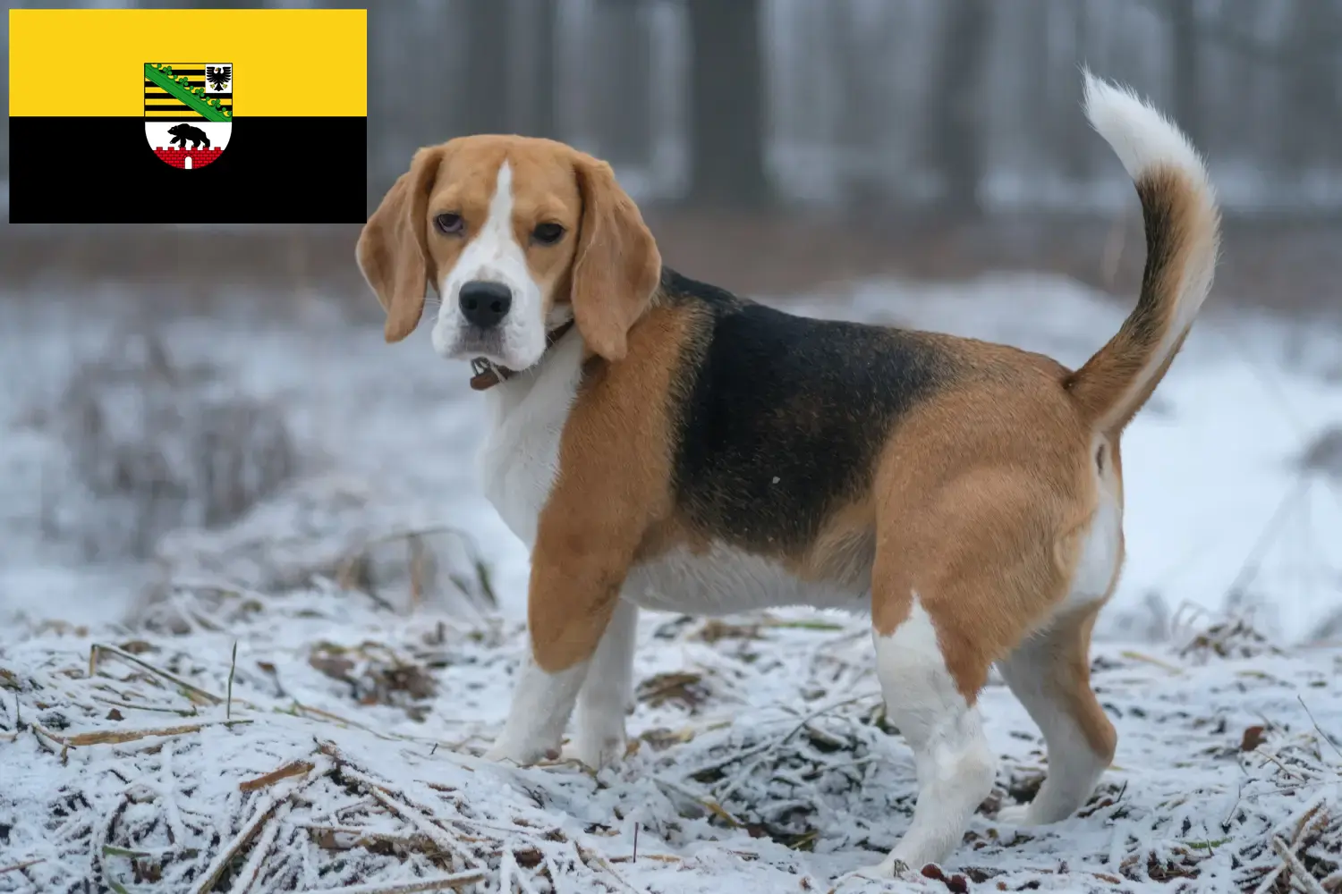 Beagle puppies and breeders Saxony-Anhalt Here you can find Beagle breeders in Saxony-Anhalt.