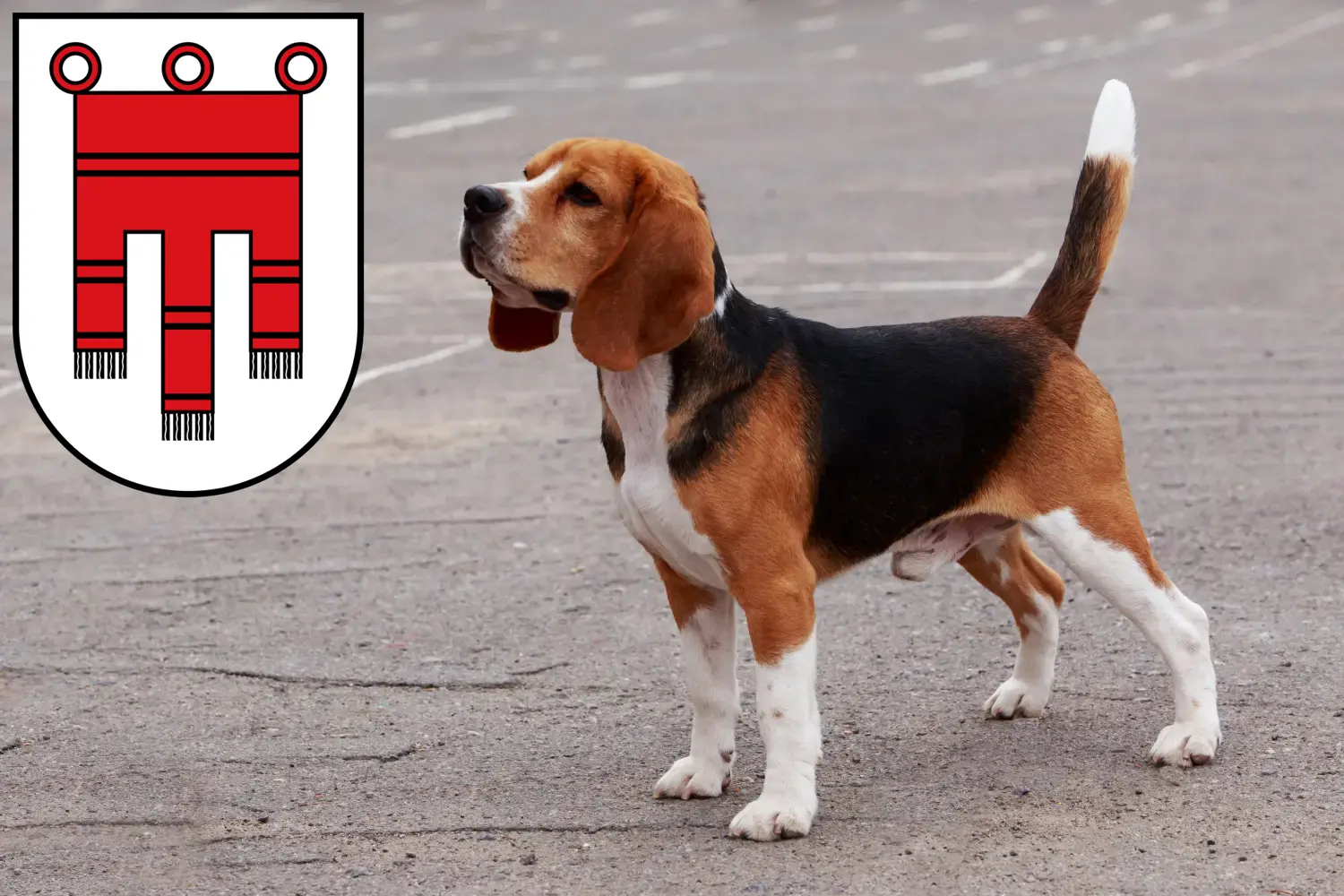 Beagle puppies and breeder Vorarlberg Find Beagle breeders in Vorarlberg here.