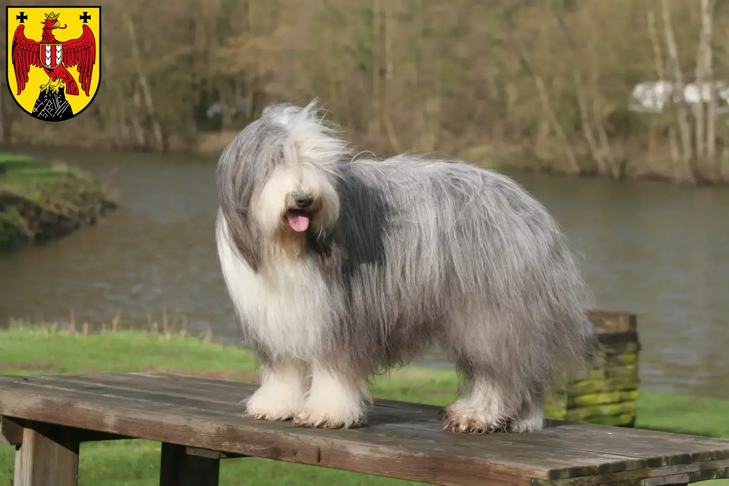 Bearded Collie puppies and breeders Burgenland Here you can find Bearded Collies breeders im Burgenland.