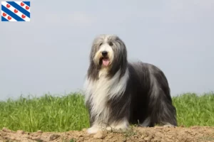 Read more about the article Bearded Collie breeders and puppies in Friesland