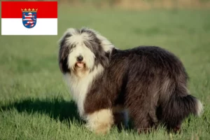 Read more about the article Bearded Collie breeders and puppies in Hessen