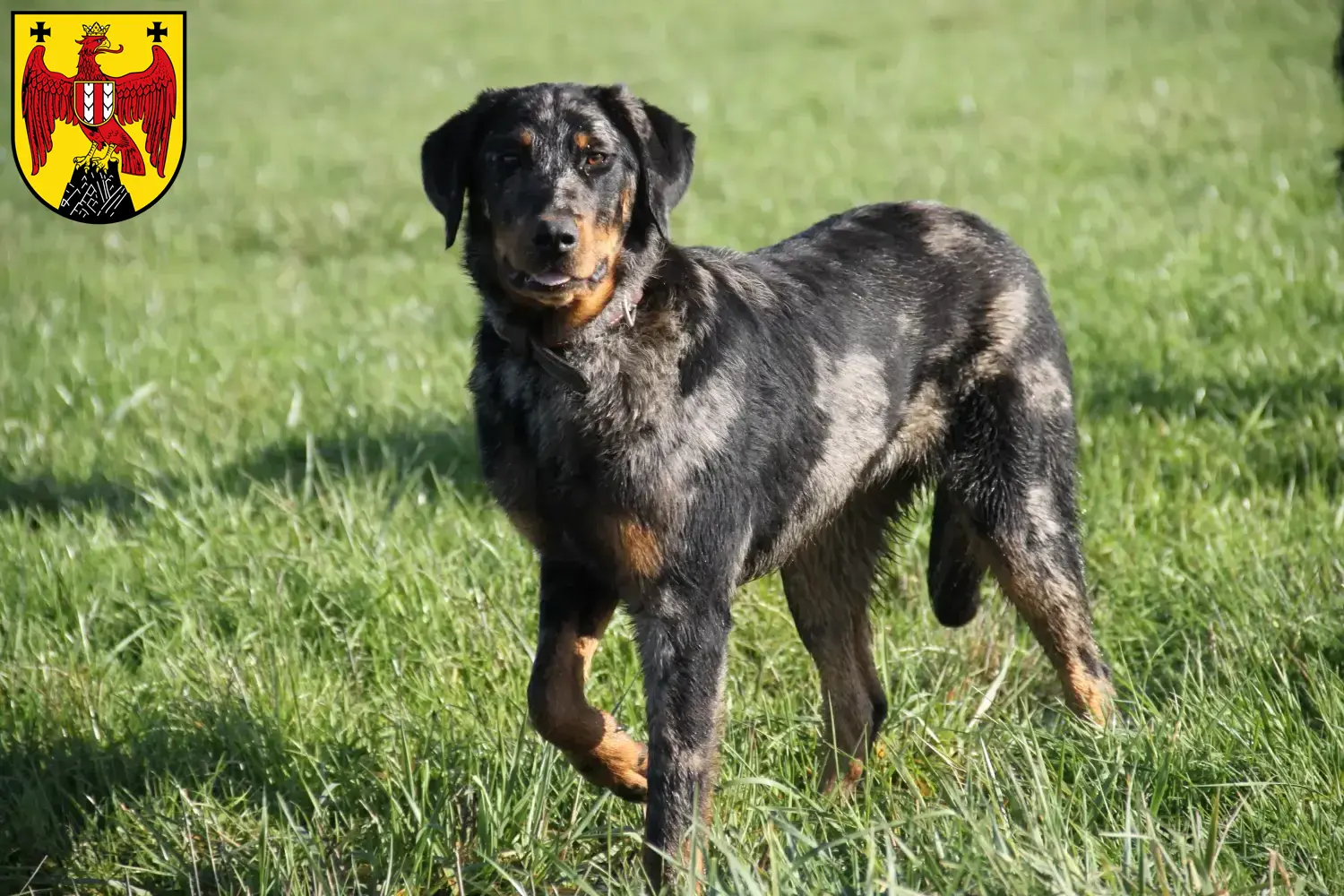 Read more about the article Beauceron breeders and puppies in Burgenland