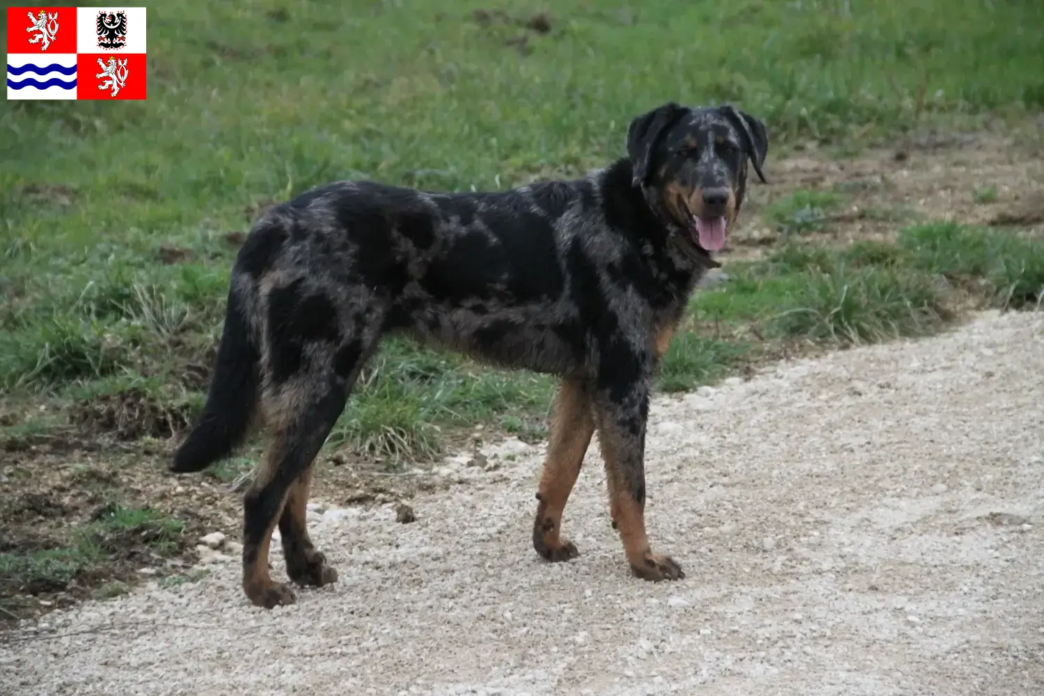 Beauceron puppies and breeder Central Bohemia Here you can find Beauceron breeders in Central Bohemia.
