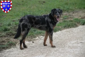 Read more about the article Beauceron breeders and puppies in Centre-Val de Loire