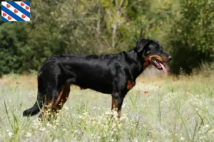 Read more about the article Beauceron breeders and puppies in Friesland