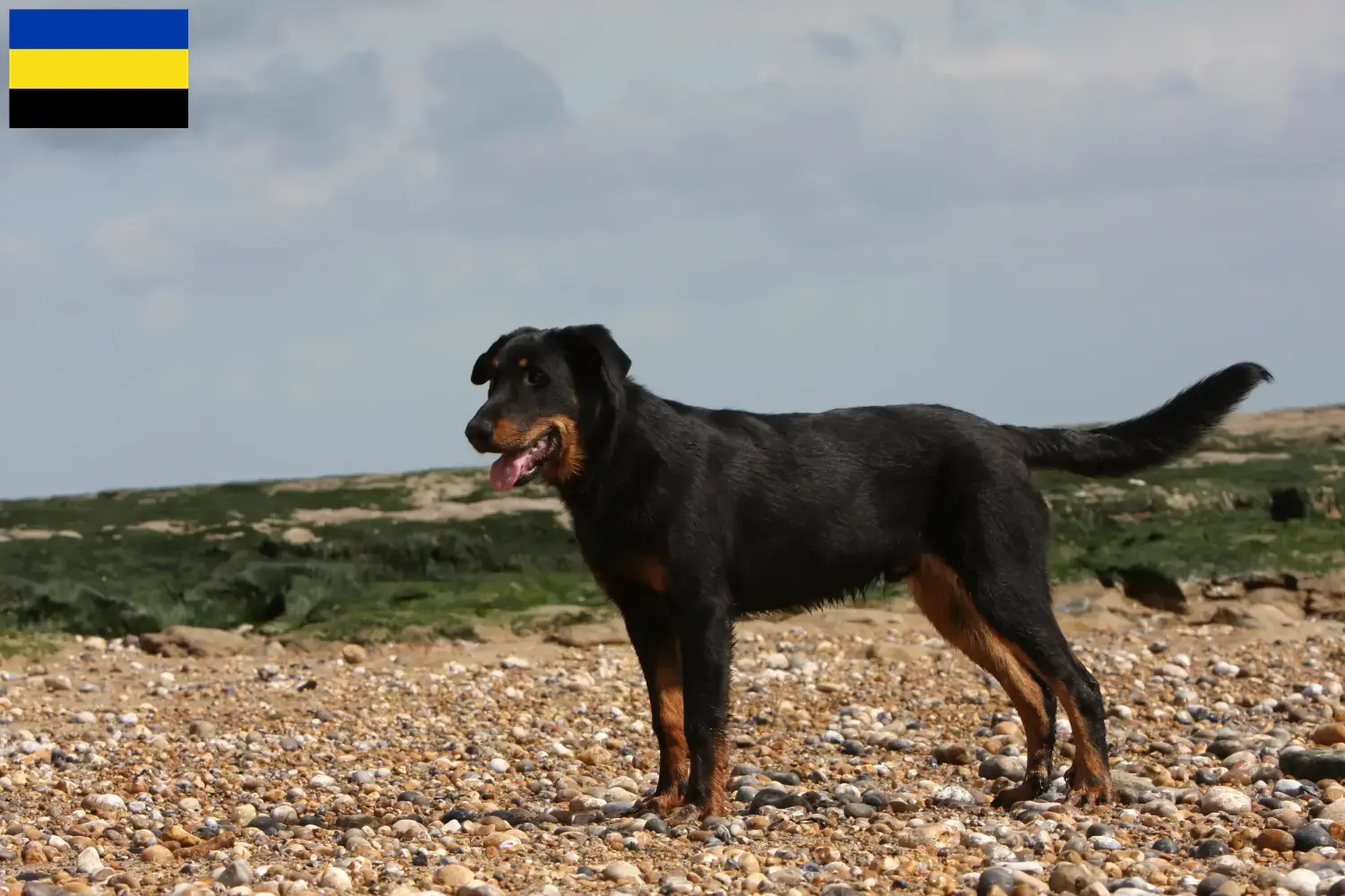 Beauceron puppies and breeder Gelderland Find Beauceron breeders in Gelderland.
