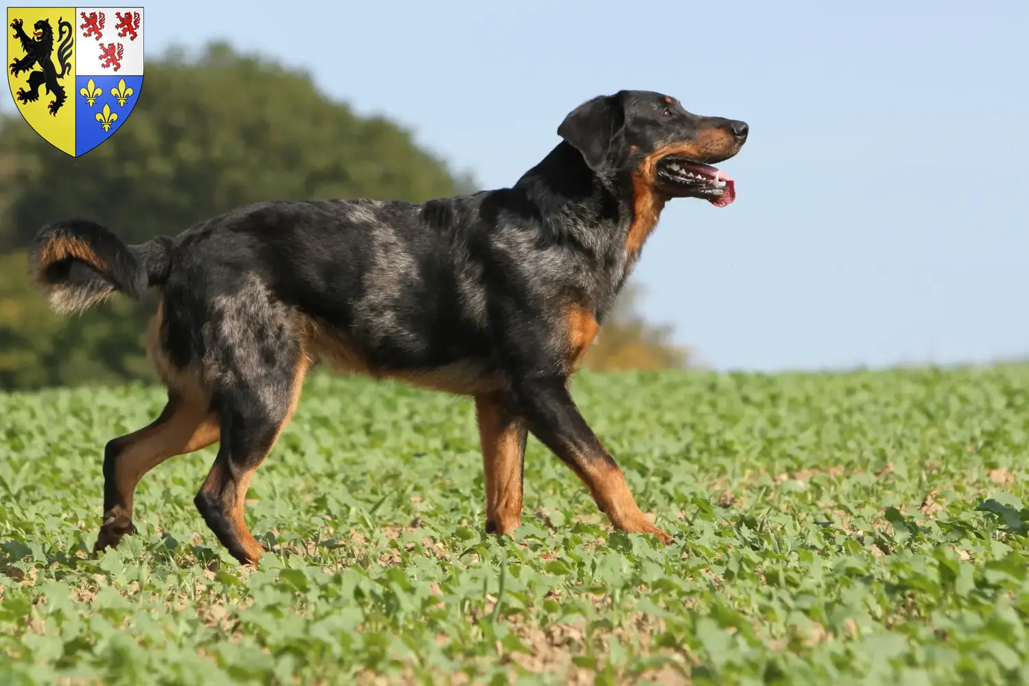 Beauceron puppies and breeders Hauts-de-France Find Beauceron breeders in Hauts-de-France.