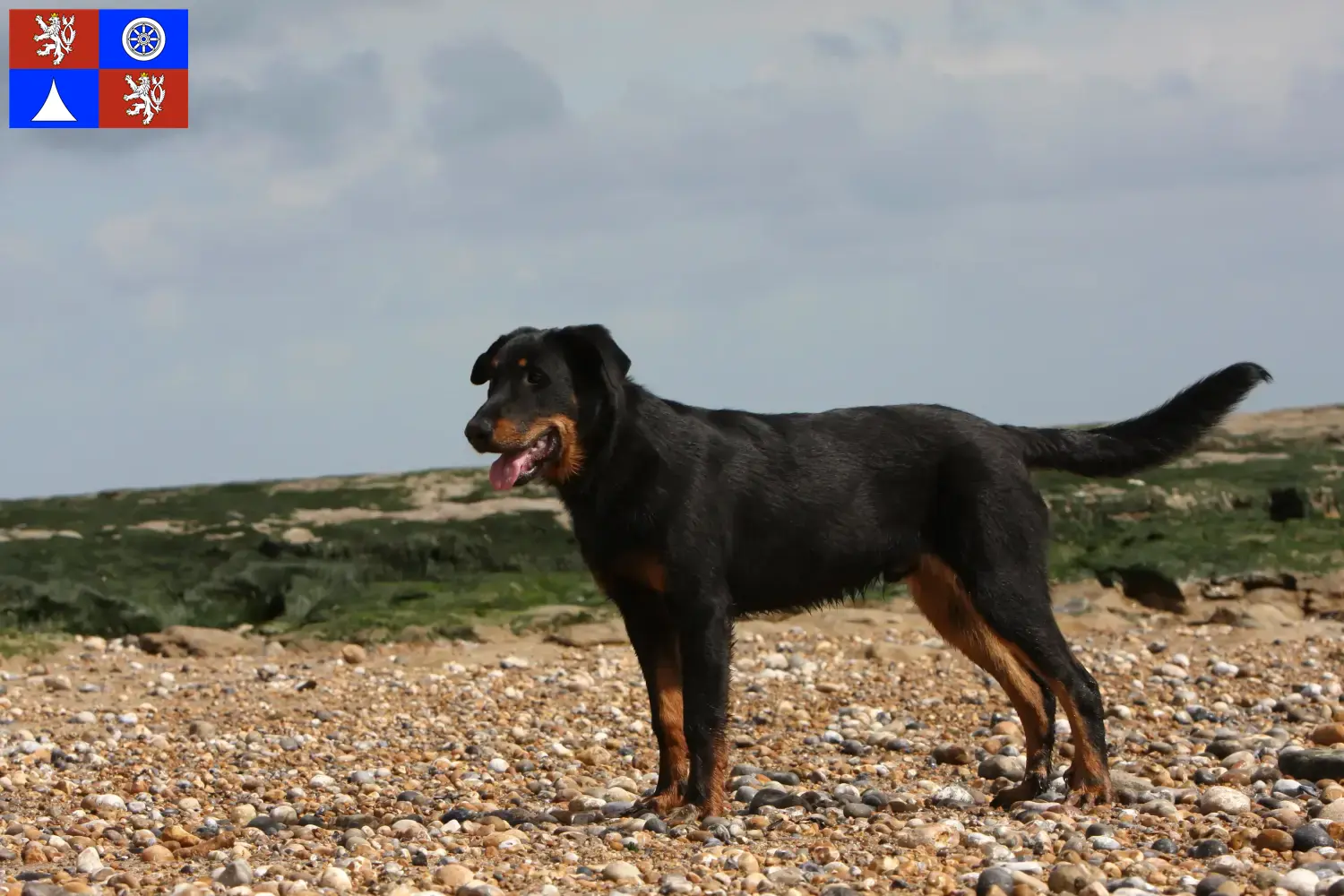 Beauceron puppies and breeder Liberec Find Beauceron breeders in Liberec here.