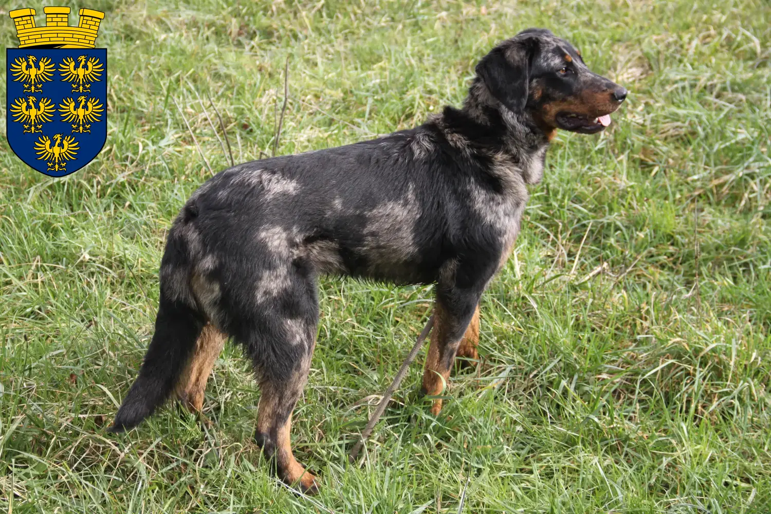 Beauceron puppies and breeders Lower Austria Here you can find Beauceron breeders in Lower Austria.