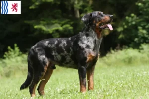 Read more about the article Beauceron breeders and puppies in Nouvelle-Aquitaine