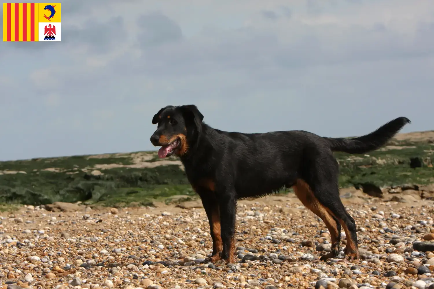 Beauceron puppies and breeders Provence-Alpes-Côte d'Azur Find Beauceron breeders in Provence-Alpes-Côte d'Azur.