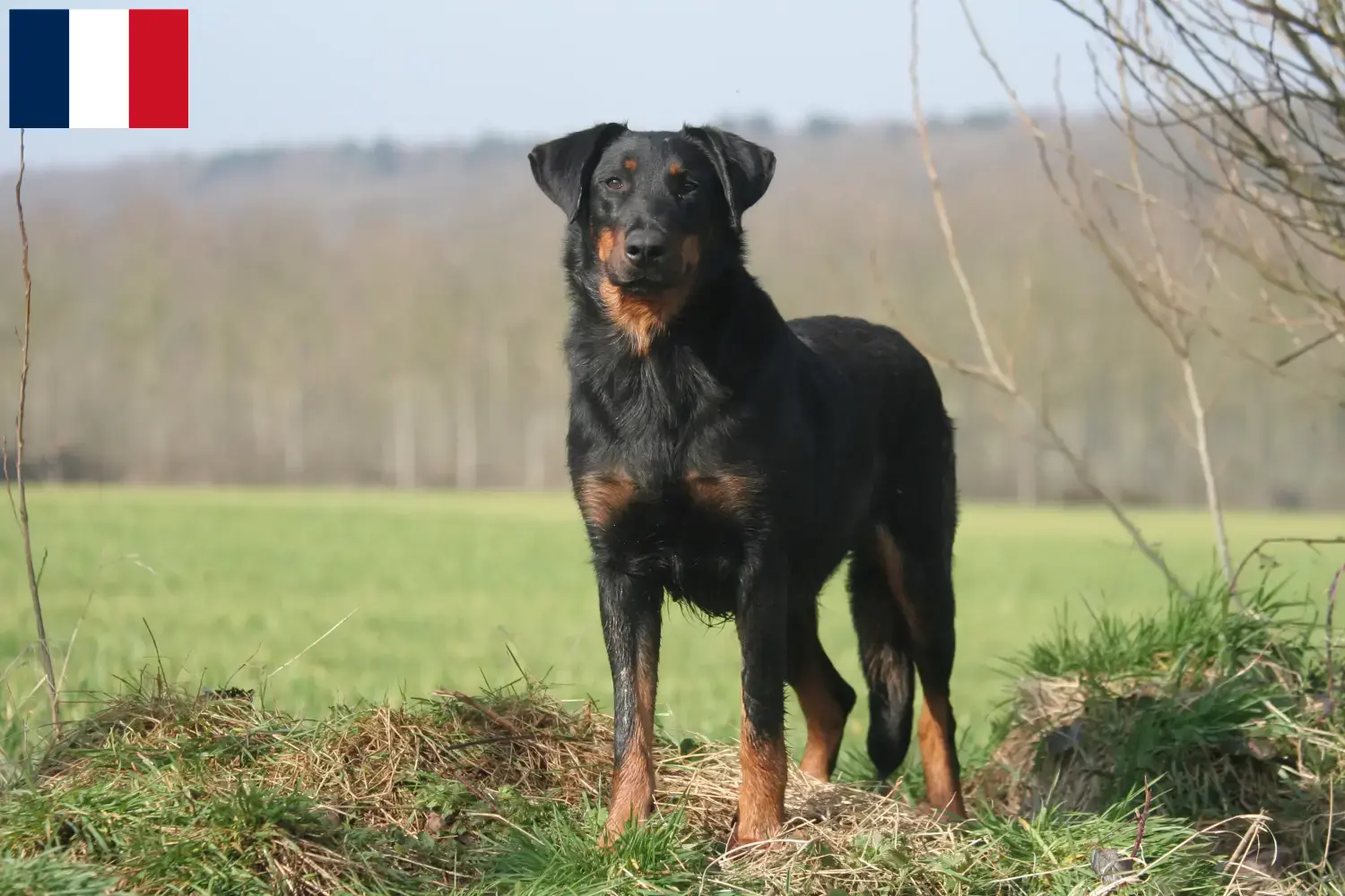 Beauceron puppies and breeders Réunion Find Beauceron breeders auf Réunion.