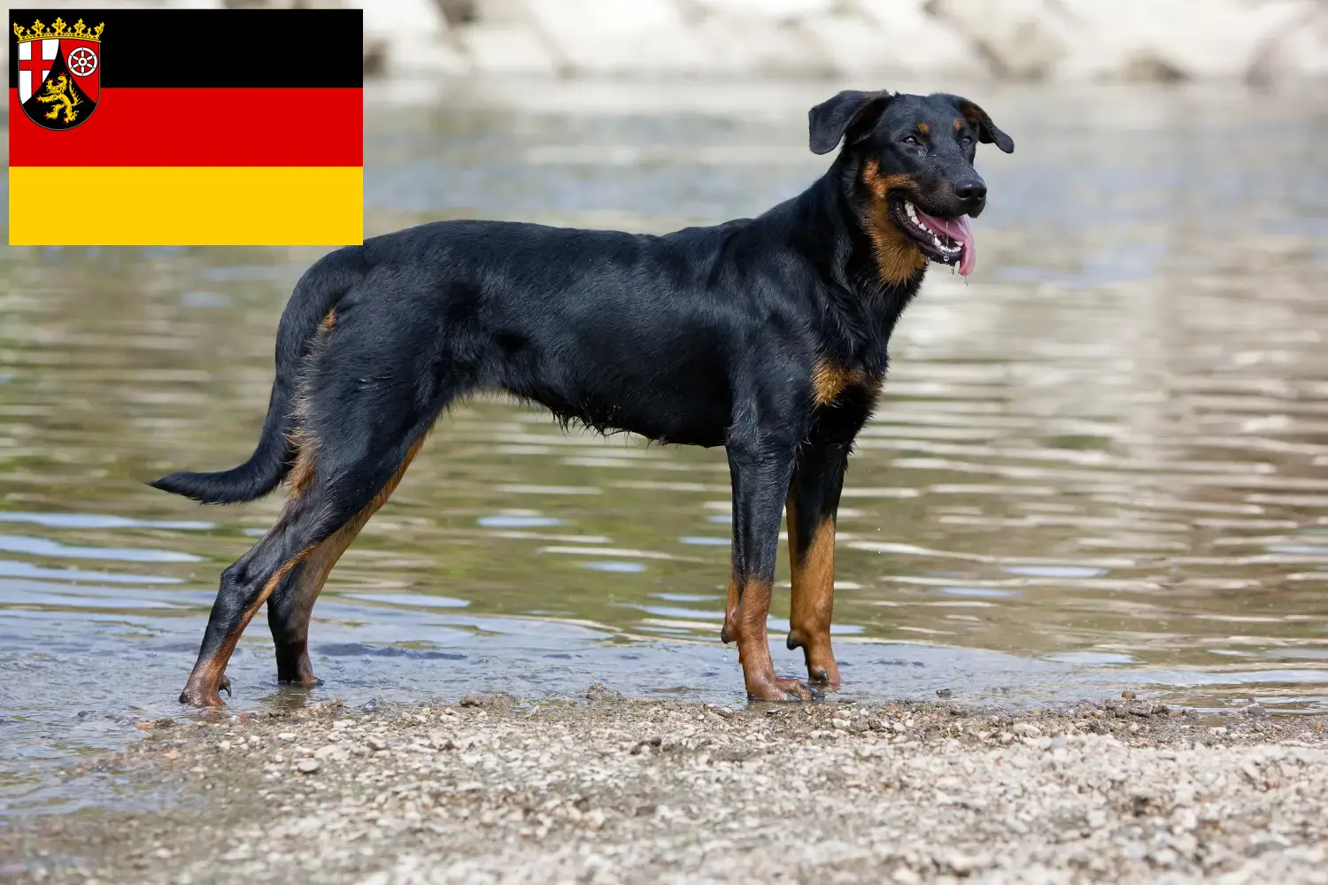 Beauceron puppies and breeders Rhineland-Palatinate Here you can find Beauceron breeders in Rhineland-Palatinate.