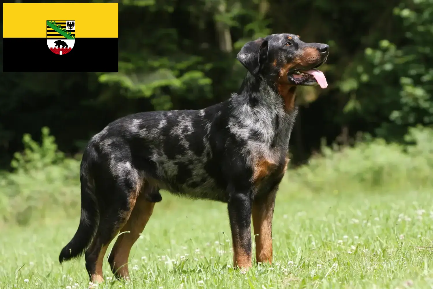 Beauceron puppies and breeders Saxony-Anhalt Here you can find Beauceron breeders in Saxony-Anhalt.