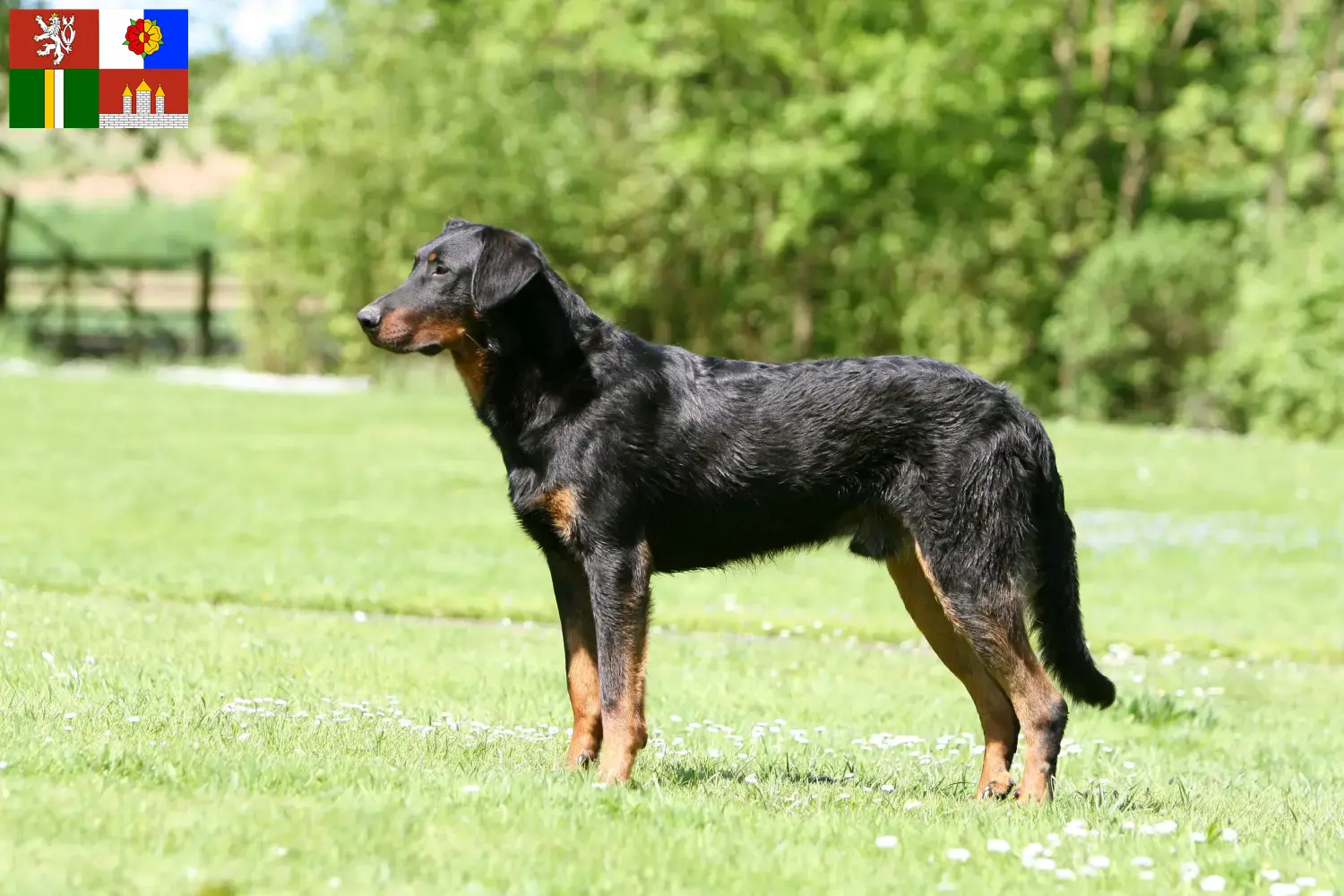 Beauceron puppies and breeders South Bohemia Here you can find Beauceron breeders in South Bohemia.