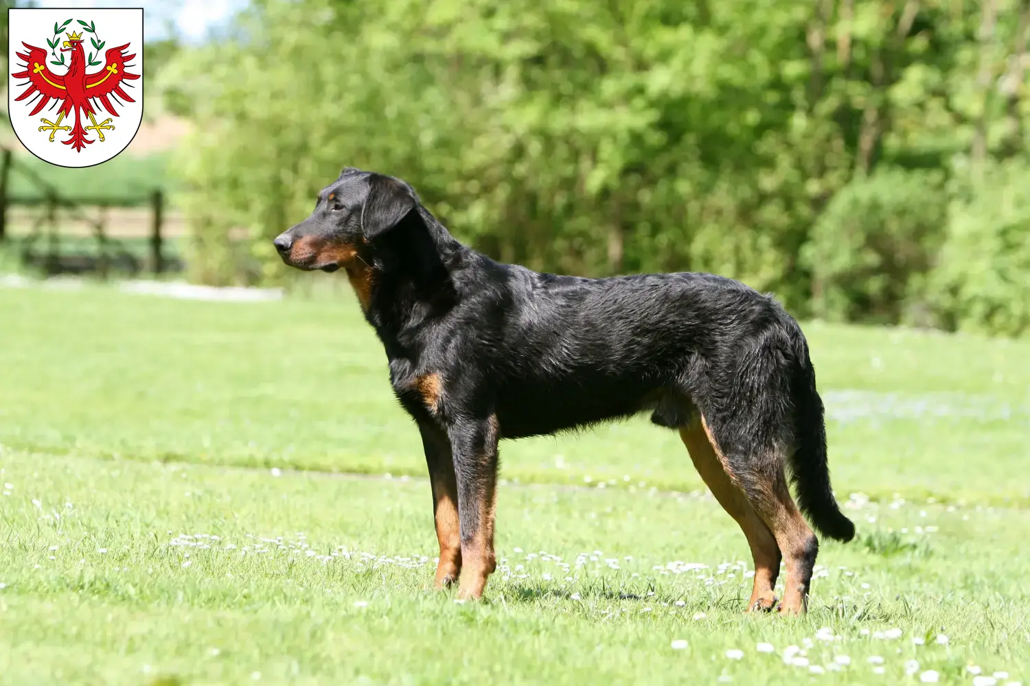 Beauceron puppies and breeders Tyrol Here you can find Beauceron breeders in Tyrol.