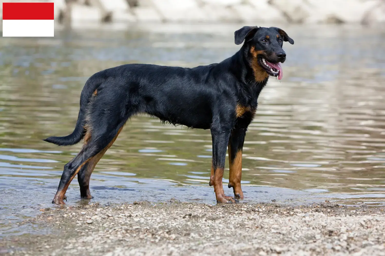 Beauceron puppies and breeders Vienna Here you can find Beauceron breeders in Vienna.
