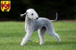 Read more about the article Bedlington Terrier breeders and puppies in Burgenland