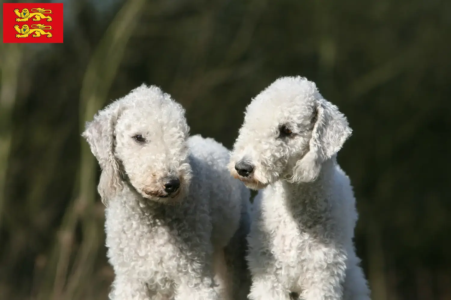 Bedlington Terrier puppies and breeders Normandy Find Bedlington Terrier breeders in Normandy.