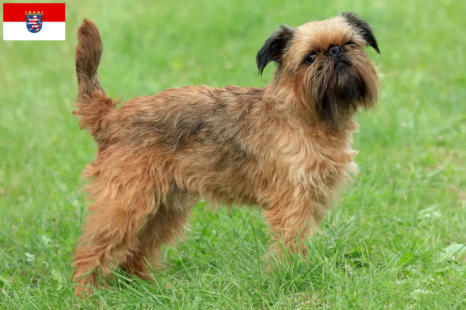 Belgian Dwarf Griffon puppies and breeder Hessen Here you can find Belgian Dwarf Griffon breeders in Hessen.
