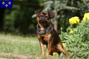 Read more about the article Belgian Dwarf Griffon breeder and puppies in Île-de-France