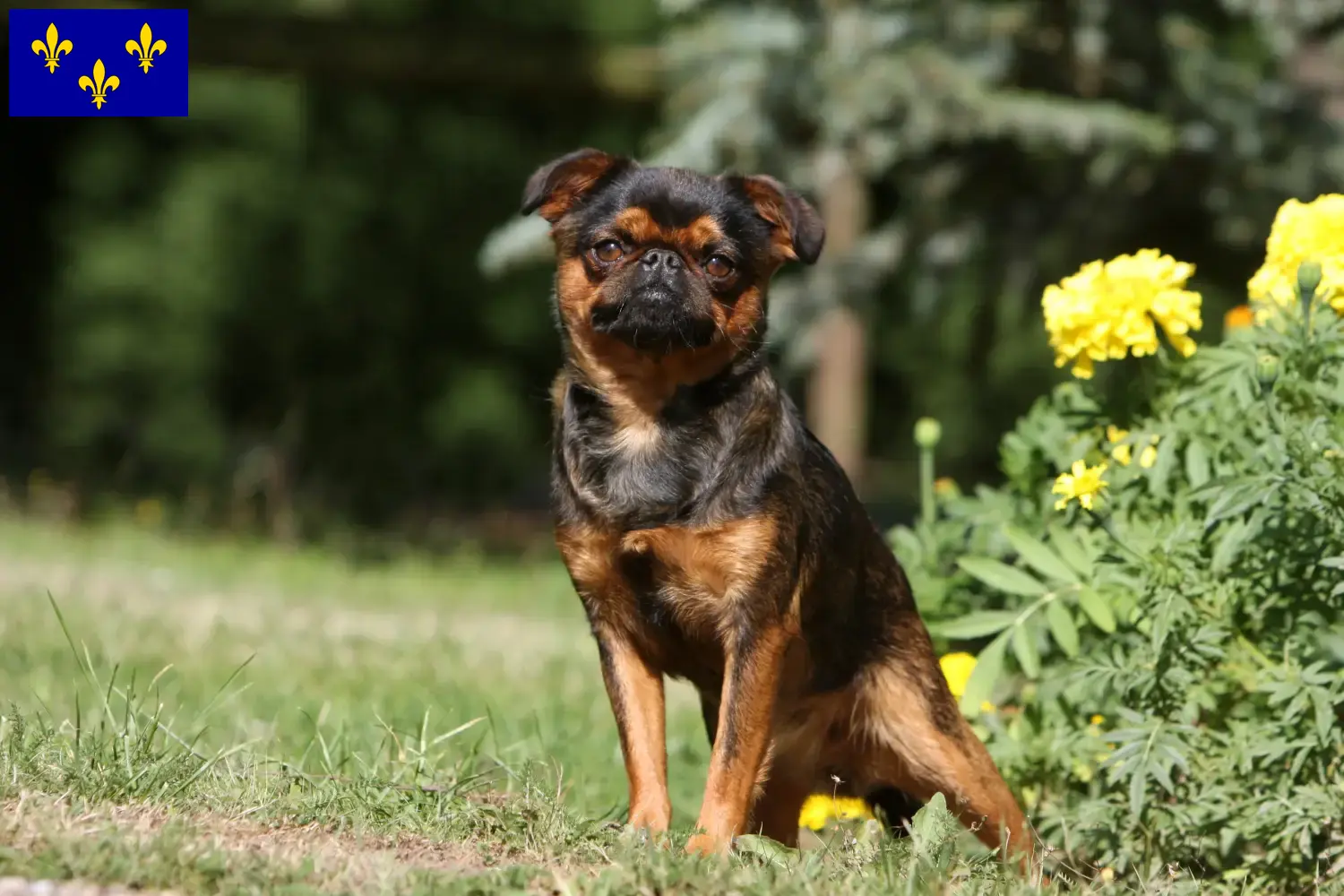 Read more about the article Belgian Dwarf Griffon breeder and puppies in Île-de-France