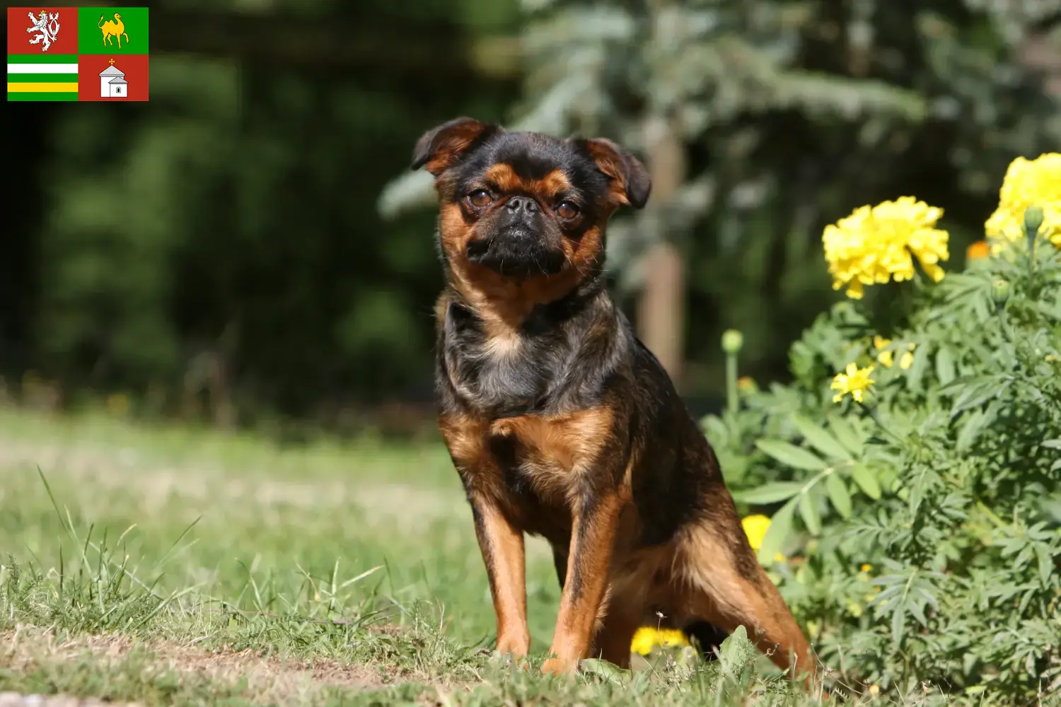 Belgian Dwarf Griffon puppies and breeder Pilsen Here you can find Belgian Dwarf Griffon breeders in Pilsen.