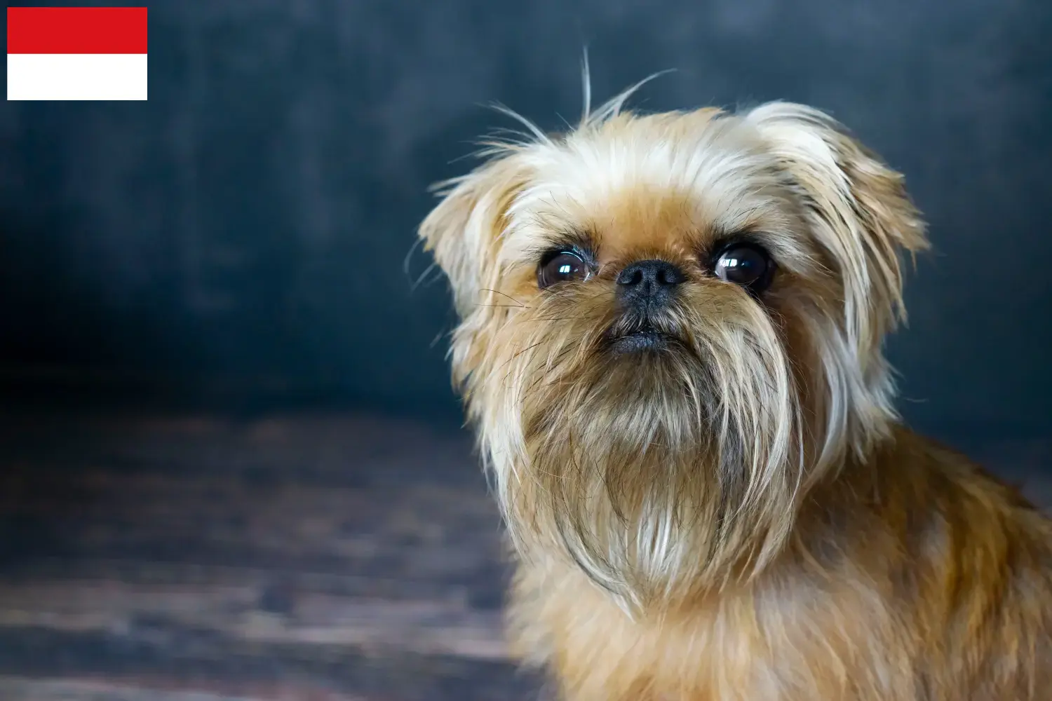 Belgian Dwarf Griffon puppies and breeder Vienna Here you can find Belgian Dwarf Griffon breeders in Vienna.