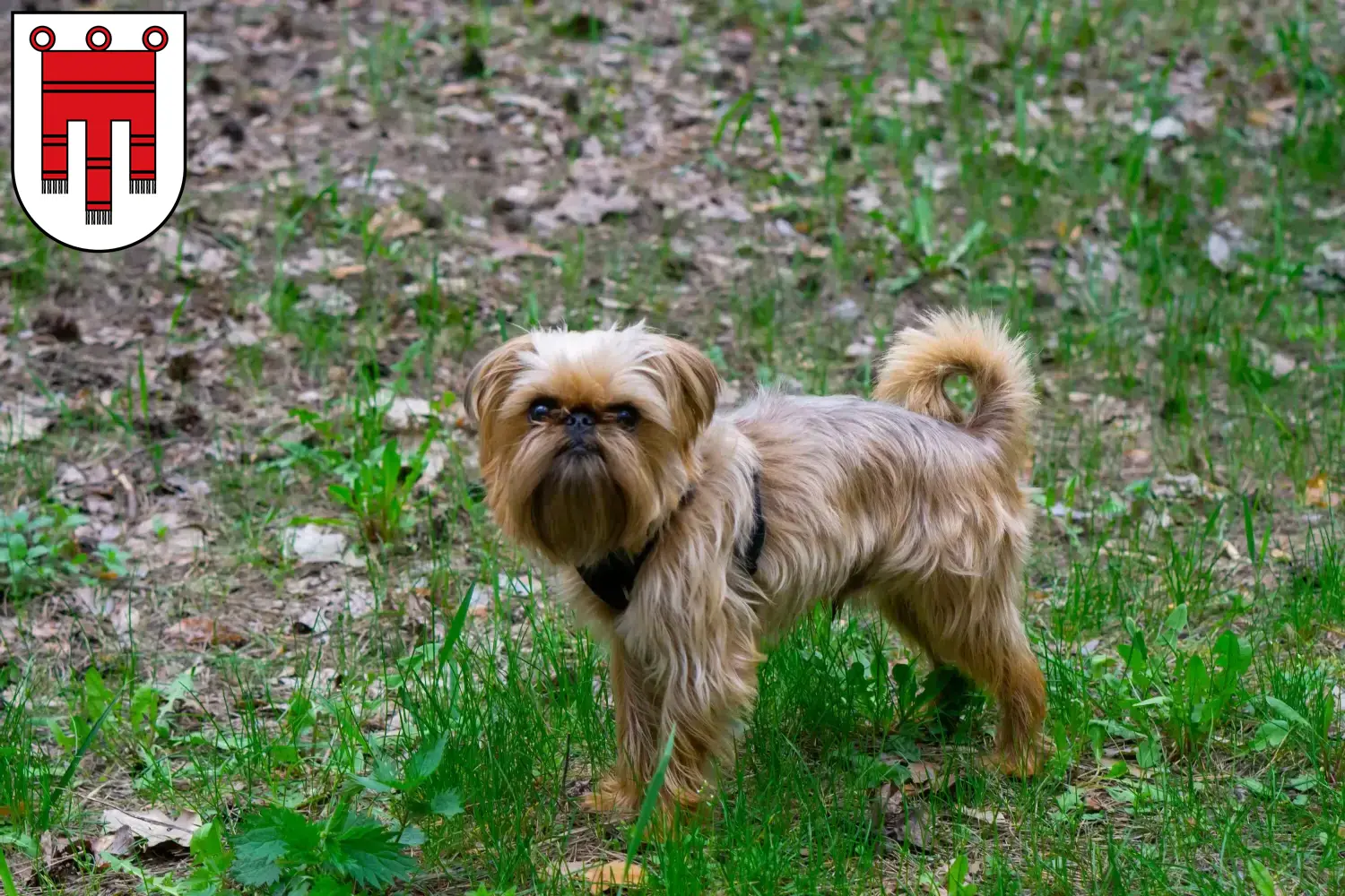 Belgian Dwarf Griffon puppies and breeder Vorarlberg Here you can find Belgian Dwarf Griffon breeders in Vorarlberg.