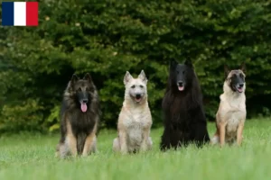 Read more about the article Belgian Shepherd Dog Breeder and Puppies in Martinique