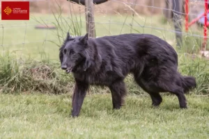 Read more about the article Belgian Shepherd breeders and puppies in Occitania