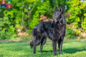 Read more about the article Belgian Shepherd breeders and puppies in Ústí