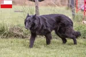 Read more about the article Belgian Shepherd breeders and puppies in Utrecht