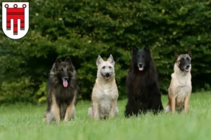 Read more about the article Belgian Shepherd breeders and puppies in Vorarlberg