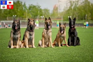 Read more about the article Belgian shepherd dog breeder and puppies in Vysočina