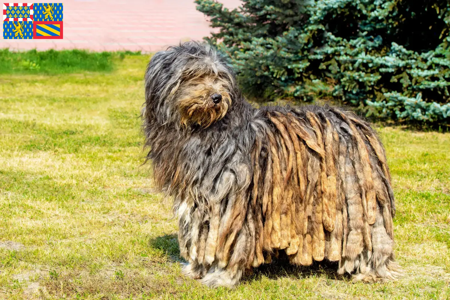 Bergamasco Shepherd Dog Puppies and Breeder Bourgogne-Franche-Comté Find Bergamasco Shepherd Dog breeders in Bourgogne-Franche-Comté.