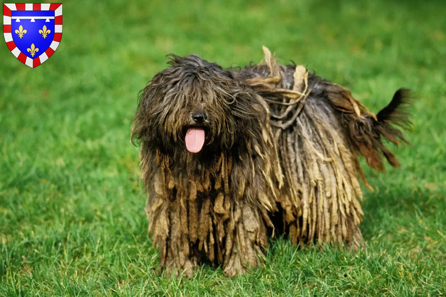 Bergamasque Shepherd Dog Puppies and Breeder Center-Val de Loire Find Bergamasco Shepherd Dog breeders in Centre-Val de Loire.