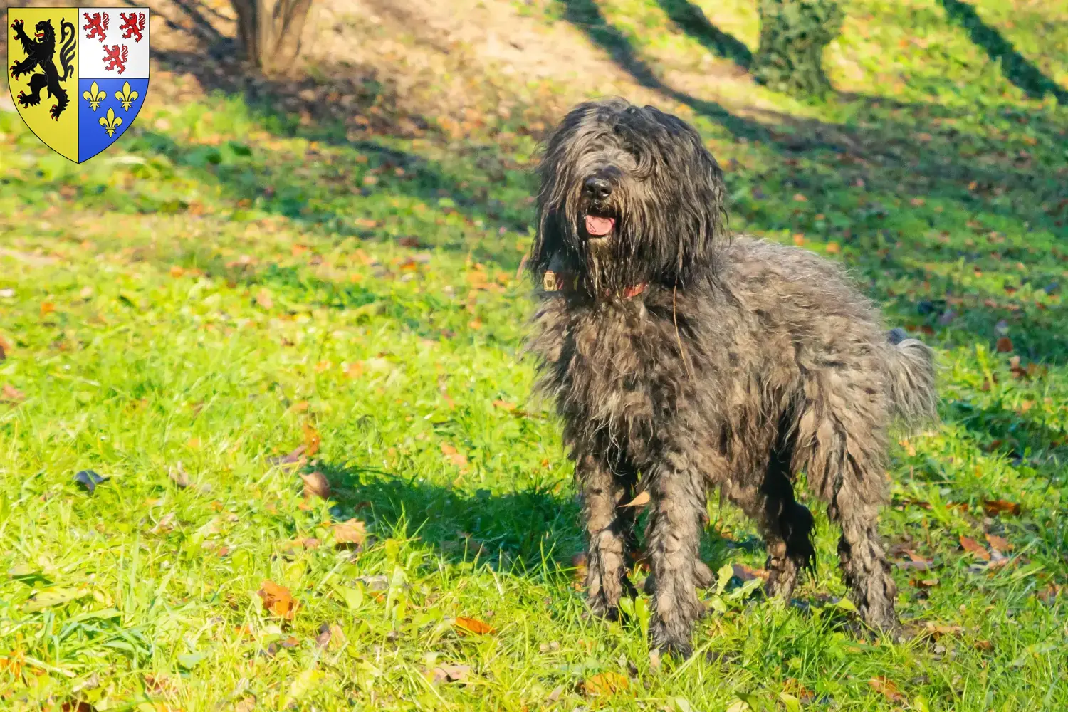 Bergamasco Shepherd Dog Puppies and Breeder Hauts-de-France Find Bergamasco Shepherd Dog breeders in Hauts-de-France.