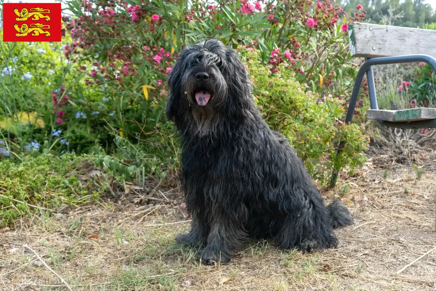 Bergamasco Shepherd Dog Puppies and Breeder Normandy Here you can find Bergamasco Shepherd Dog breeders in Normandy.